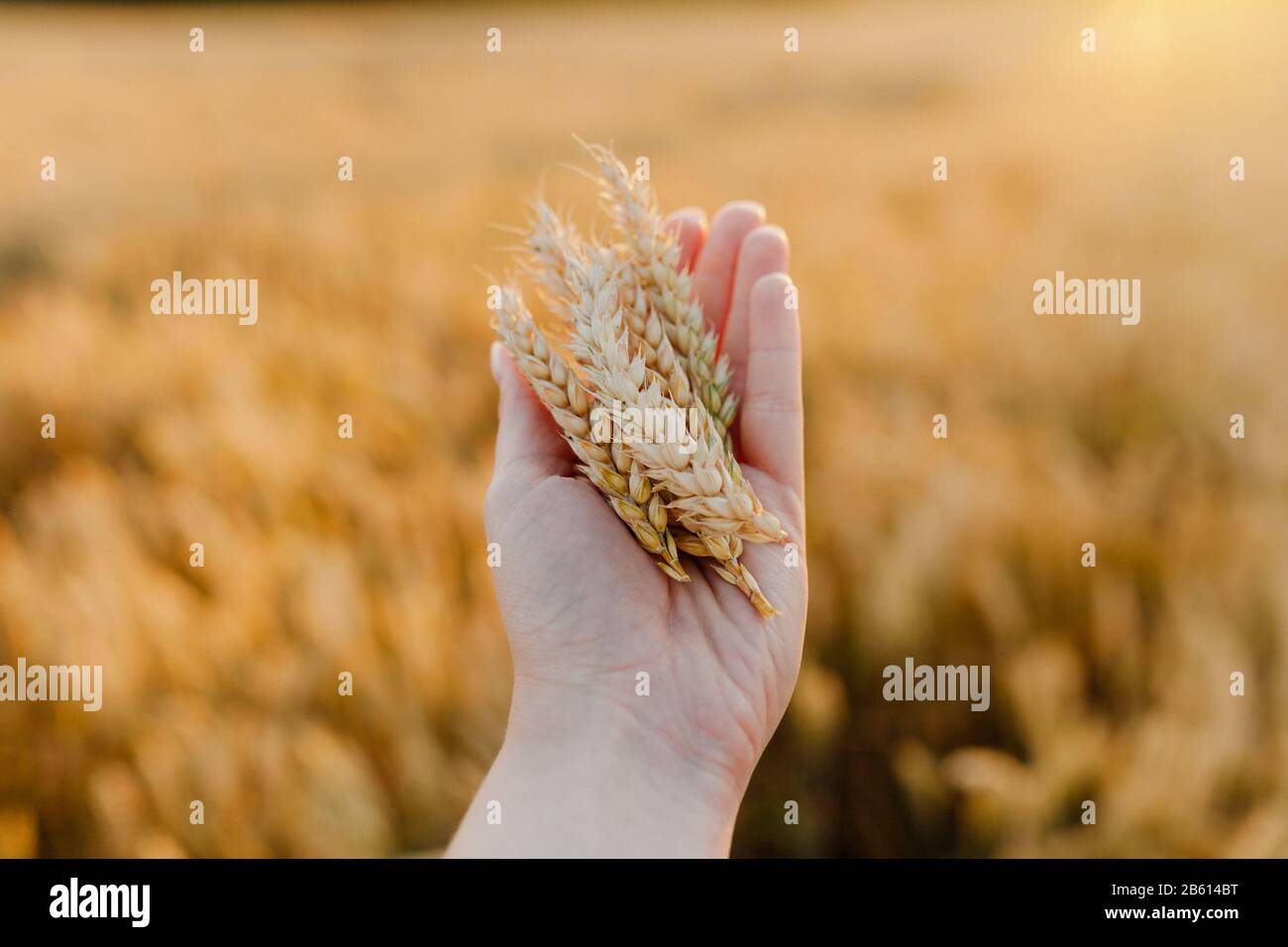 Frau hält Weizenähren in der Hand Landwirtschaft Stockfoto