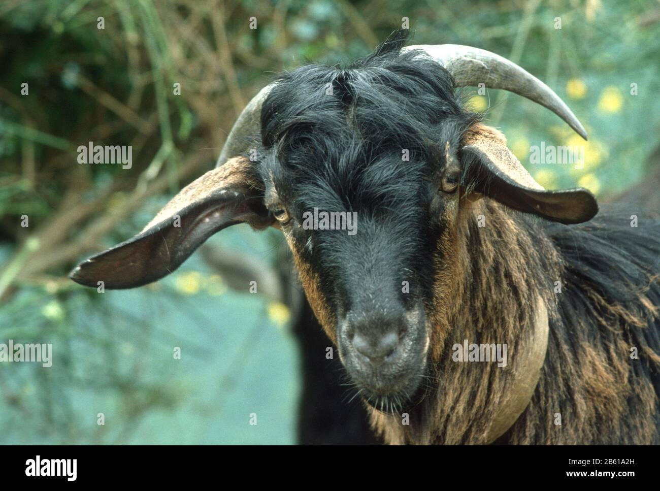 Braune und schwarze Ziege mit langen Hörnern und einem zotteligen Fell in Epirus, Griechenland Stockfoto