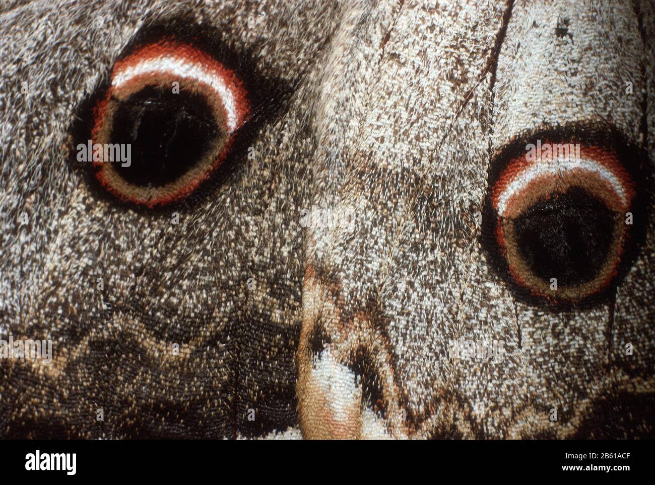 Detail der Flügel eines Riesenpfauenmoths (Saturnia pyri). Die falschen "Augen" können Raubtiere abschrecken. In Lia (Lias), Epirus, Griechenland. Stockfoto