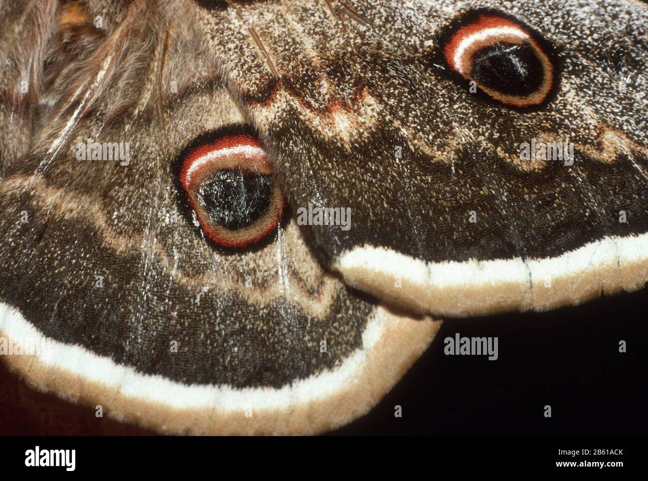 Detail der Flügel eines Riesenpfauenmoths (Saturnia pyri). Die falschen "Augen" können Raubtiere abschrecken. In Lia (Lias), Epirus, Griechenland. Stockfoto