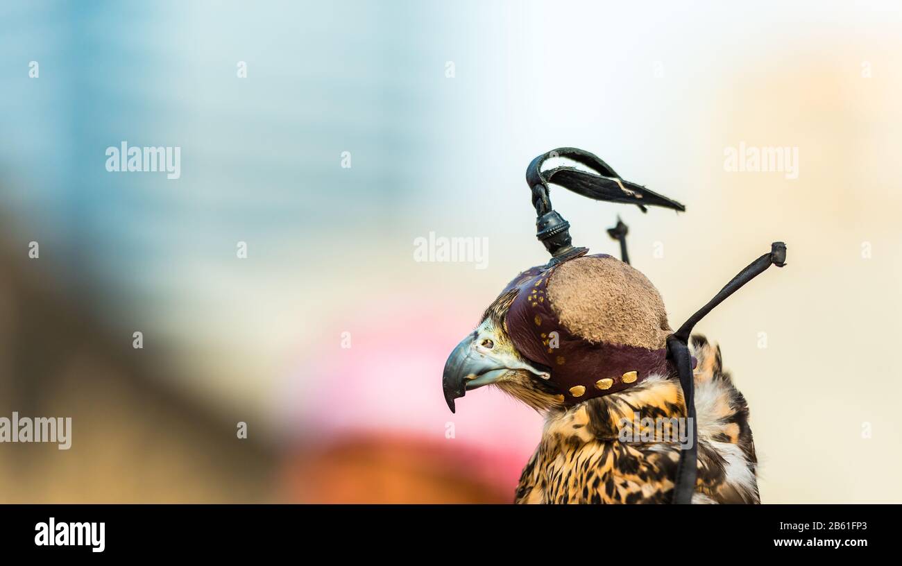 Porträt eines Falken mit einer Kappe im mittleren Osten und einem verschwommenen Hintergrund Stockfoto