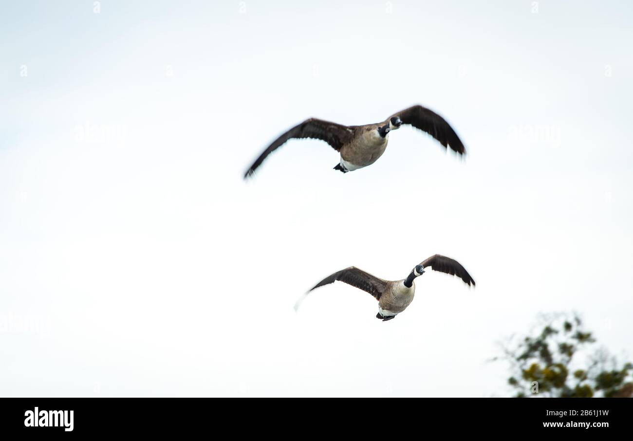 Gemeinsam in den Himmel fliegen und zu besseren Zeiten fliegen Stockfoto