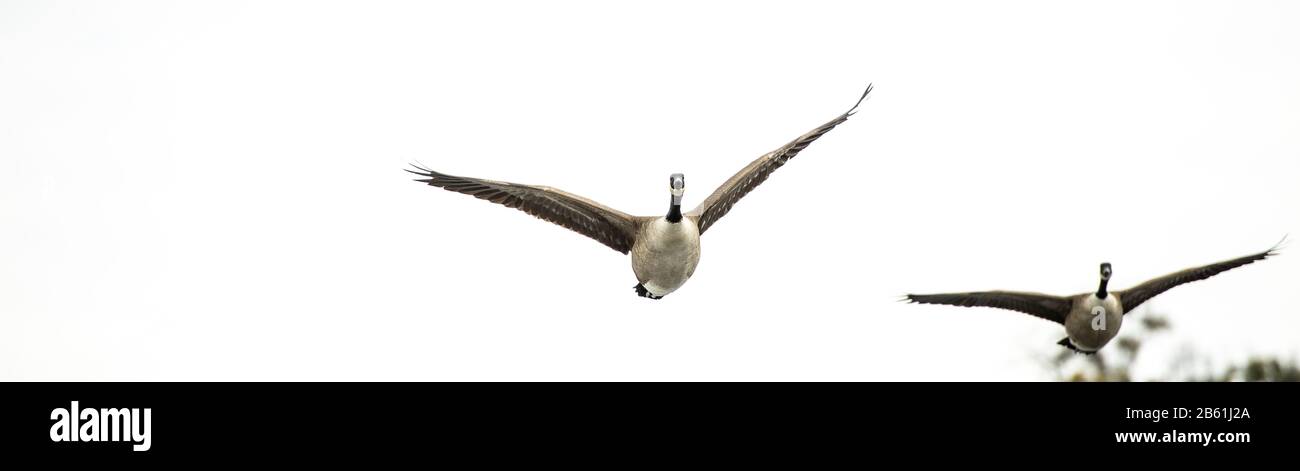 Gemeinsam in den Himmel fliegen und zu besseren Zeiten fliegen Stockfoto