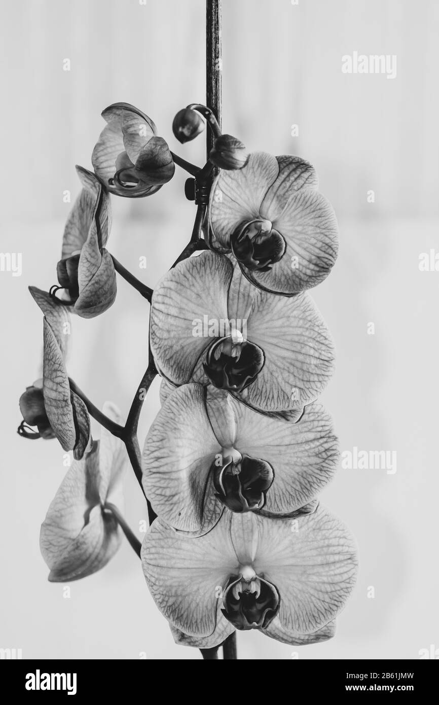 Schöne und bunte zarte Orchideenblüten Phalaenopsis, Detail und Nahaufnahme. Stockfoto