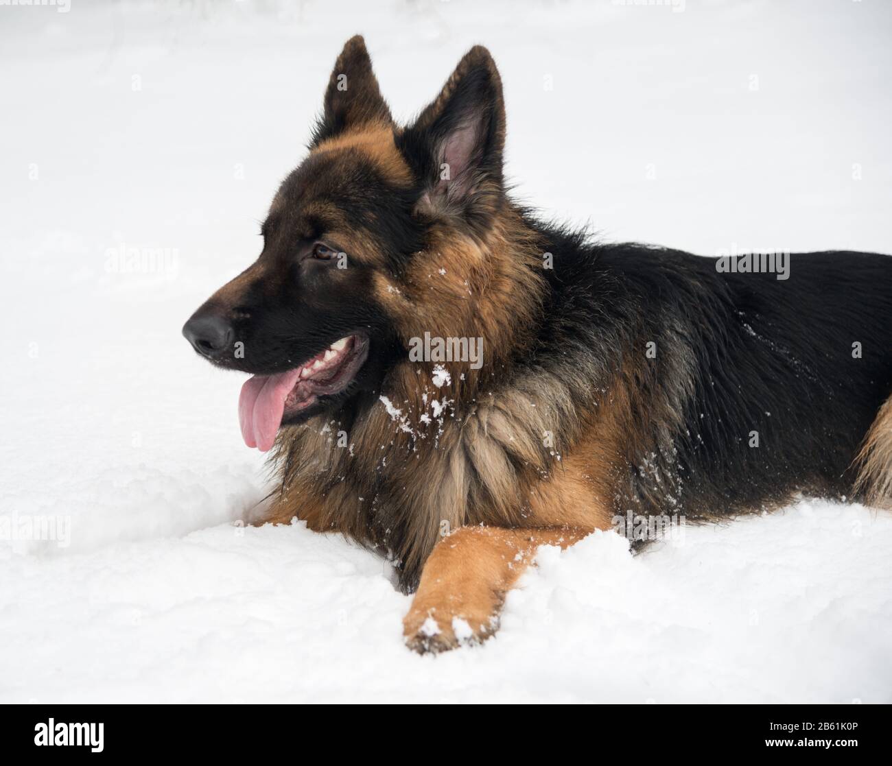 Der Deutsche Schäferhund hat eine Ruhepause. Tier vor Schneehintergrund. Stockfoto