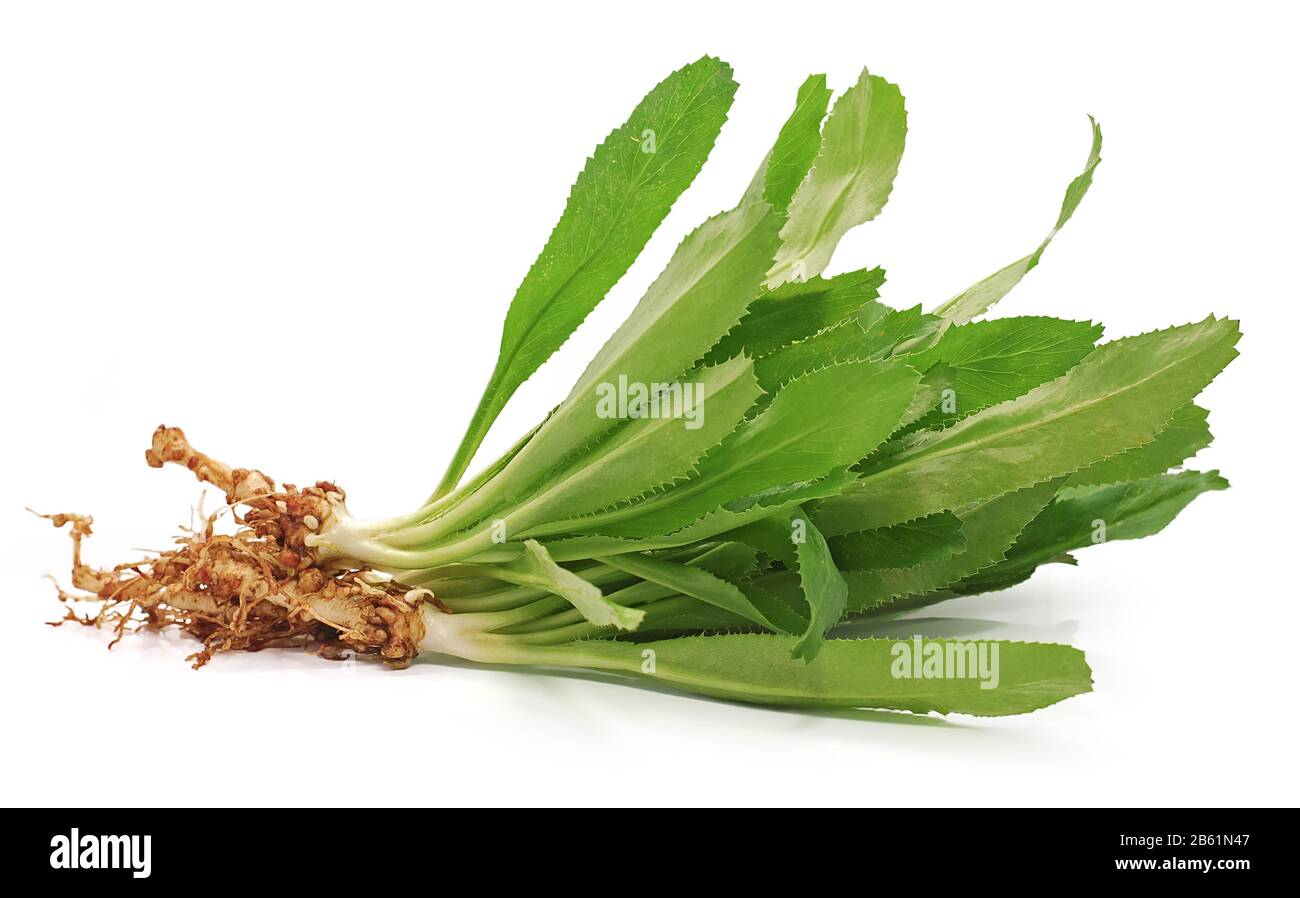 Culantro oder Sawtooth Coriander isoliert auf weißem Hintergrund Stockfoto