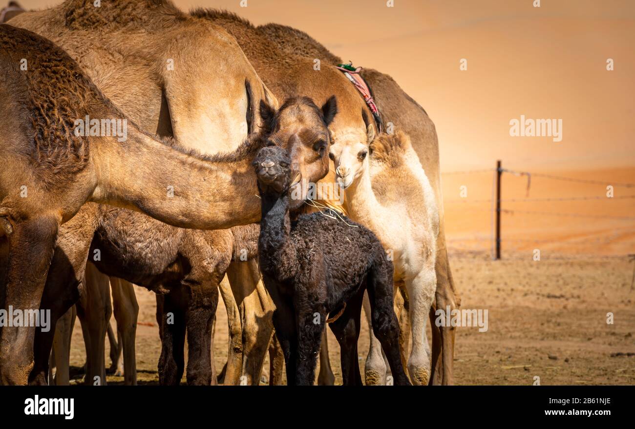 Junge Baby-Kamele in der Wüste in verschiedenen Farben mit ihrer Familie Stockfoto