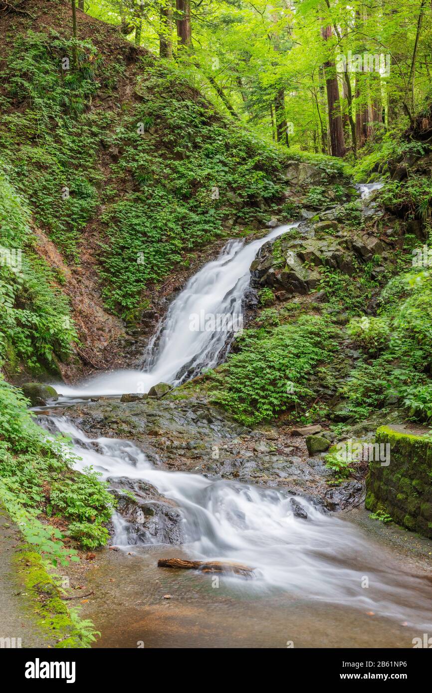 Japan, Honshu, Präfektur Tokigi, Nikko, Unesco-Stätte, Shiraito-Wasserfall am Kitano-Schrein Stockfoto