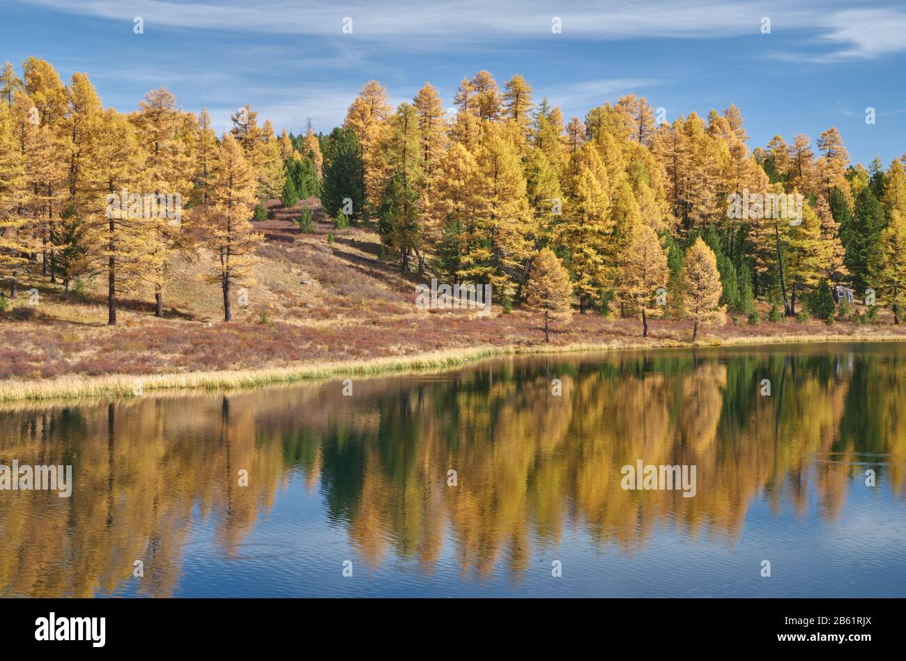 Goldene Lärchen am Kidelu-See in der Republik Altai, Russland Stockfoto