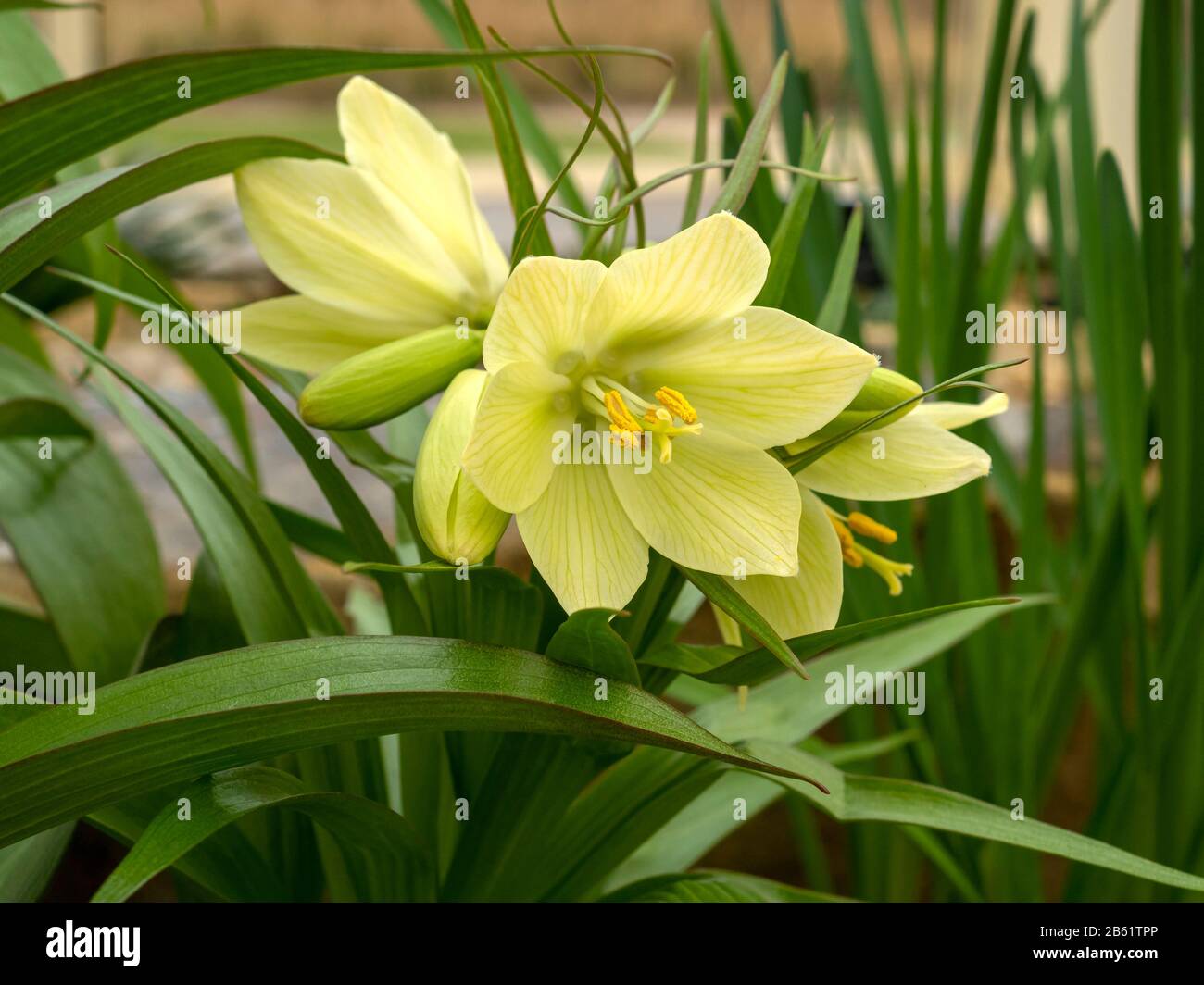 Schöne gelbe Blumen und grüne Blätter von Fritillaria raddeana oder Zwergkrone imperial Stockfoto