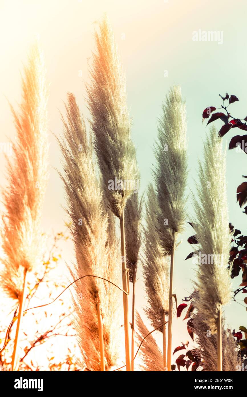 Cortaderia selloana, die gemeinhin als Pampas Gras bekannt, in der Ansicht Stockfoto