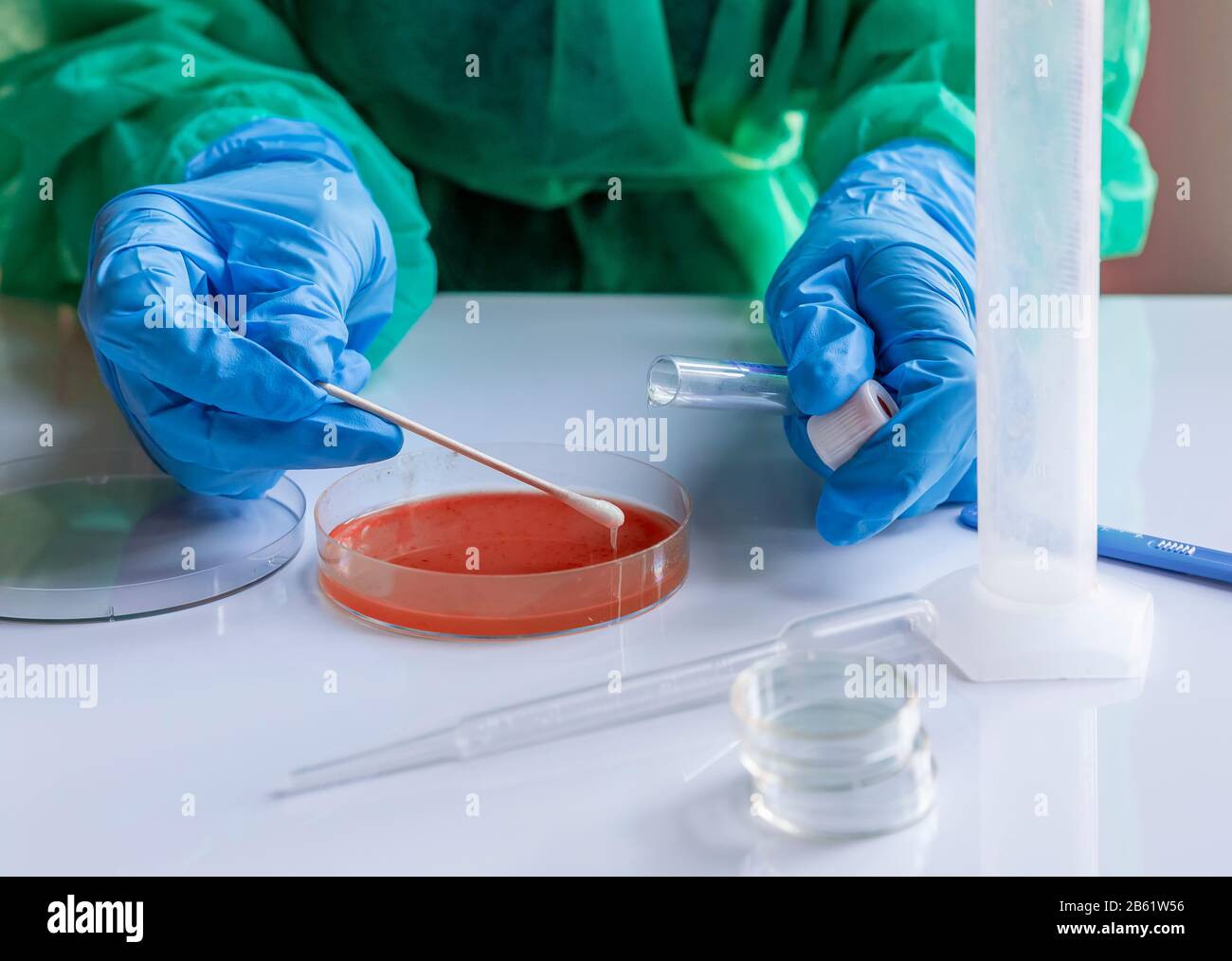 Labortechniker sät ein Nährmedium für die Entwicklung von Mikroorganismen und Bakterien Stockfoto