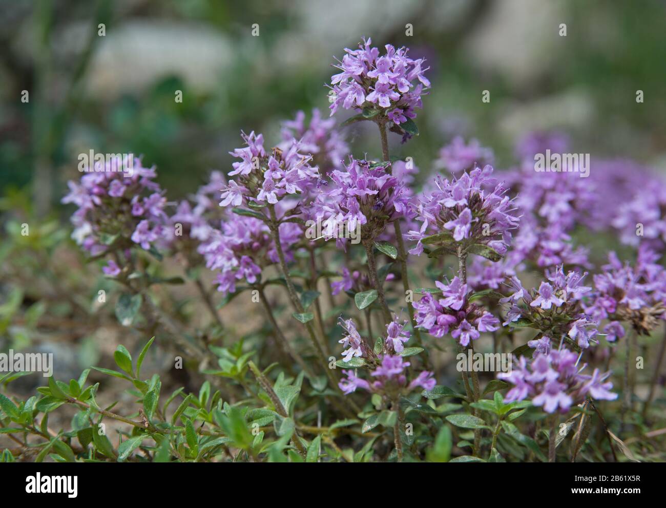 Thymianblüten vor dem natürlichen grünen Hintergrund. Thymian wird häufig in der Kochkunst und in der Kräutermedizin verwendet. Stockfoto