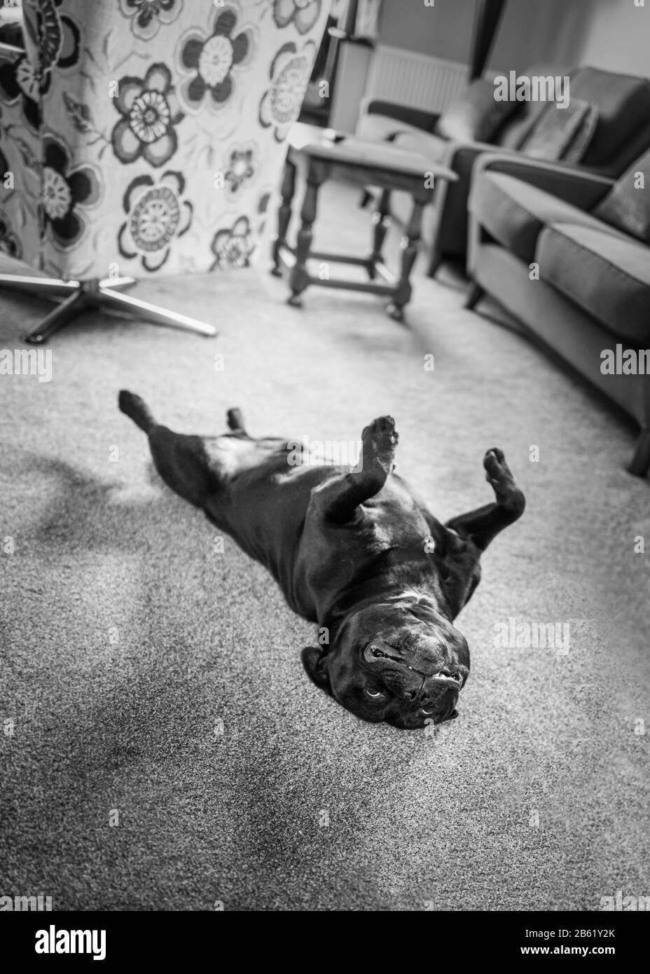 Der auf dem Rücken liegende Bullenterrierhund von Staffordshire liegt auf dem Kopf in einer Lounge mit seinen Beinen in der Luft. Er sieht entspannt und glücklich aus. In Schwarzweiß Stockfoto