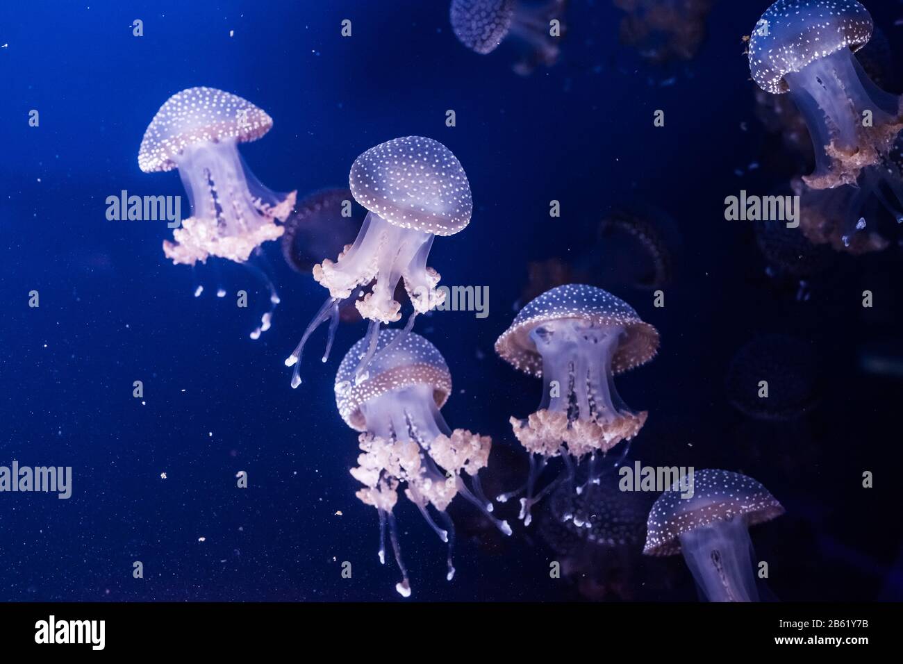 Der Australier hat Quallen im Wasser entdeckt. Phyllorhiza punctata. Stockfoto