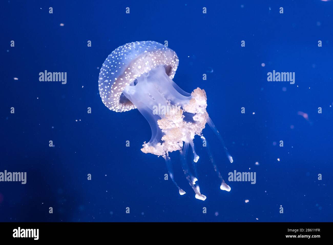 Der Australier hat Quallen im Wasser entdeckt. Phyllorhiza punctata. Stockfoto