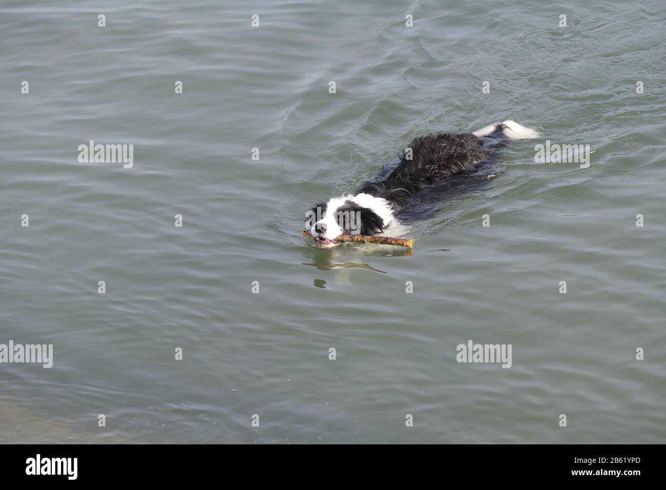 Schwimmhund, einen Stock zurückholen Stockfoto