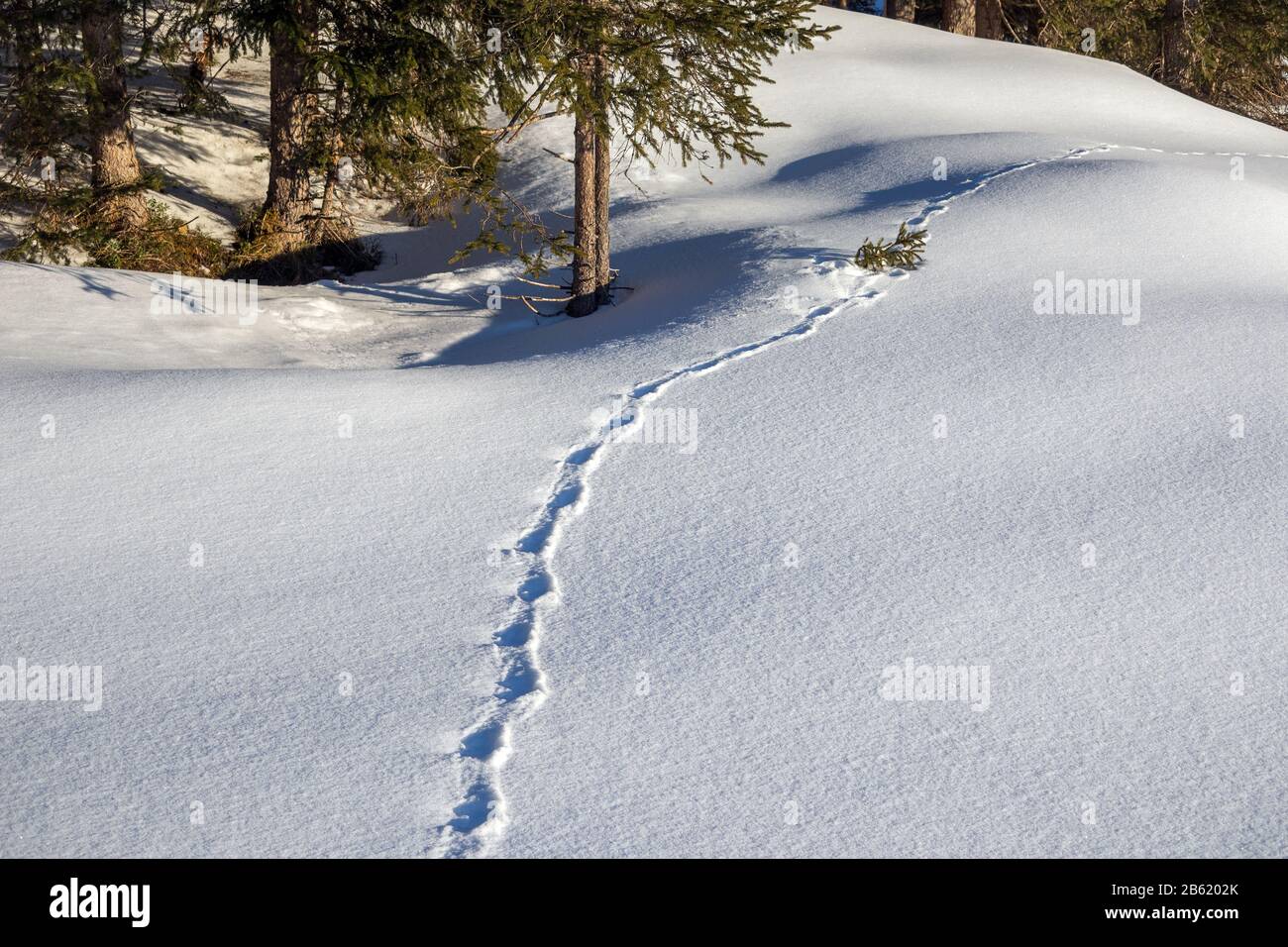 Fußabdrücke von Schneehasen, Wintersaison. Wald von Seefeld in Tirol. Österreichische Alpen. Europa. Stockfoto