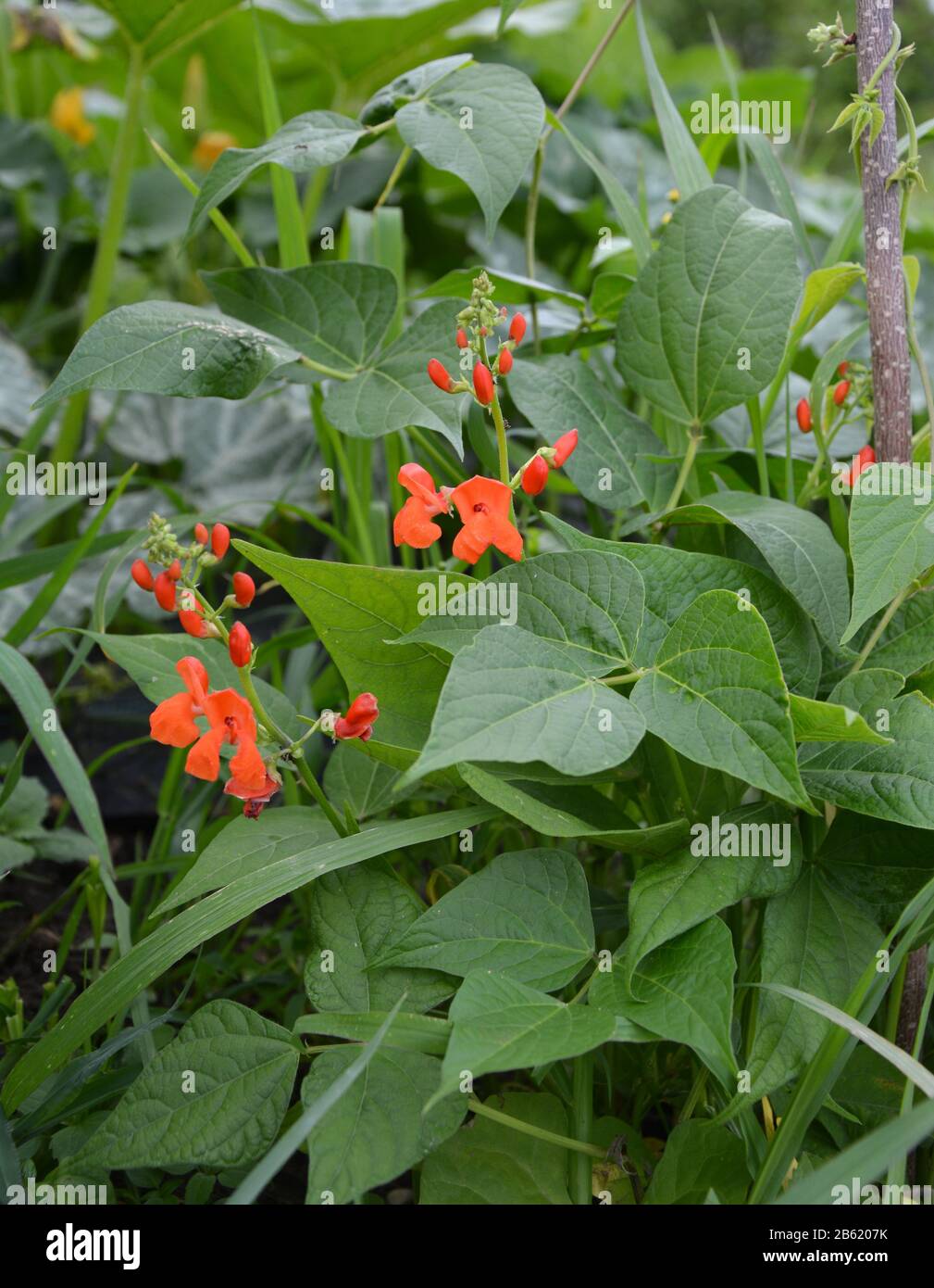 Wachsende Bohnen Pflanzen im Garten Stockfoto