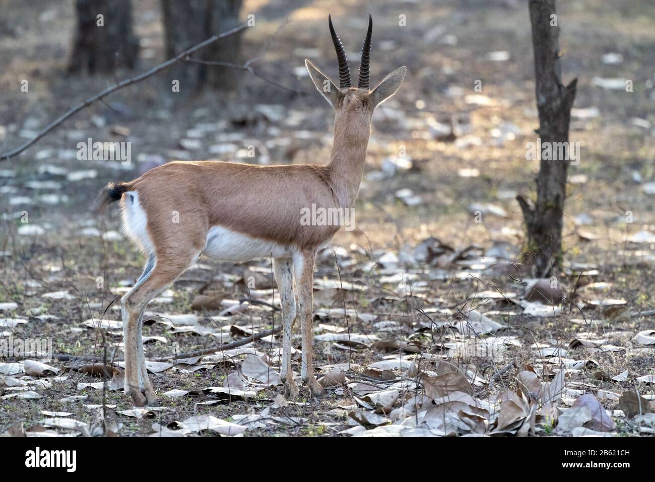 Chinkara (indische Gazelle) Antelope im Ranthammore National Park in Indien Stockfoto