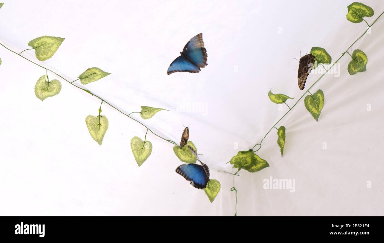 Schmetterlinge fliegen in einen künstlichen Garten auf einem weißen Hintergrund. Platz kopieren Stockfoto