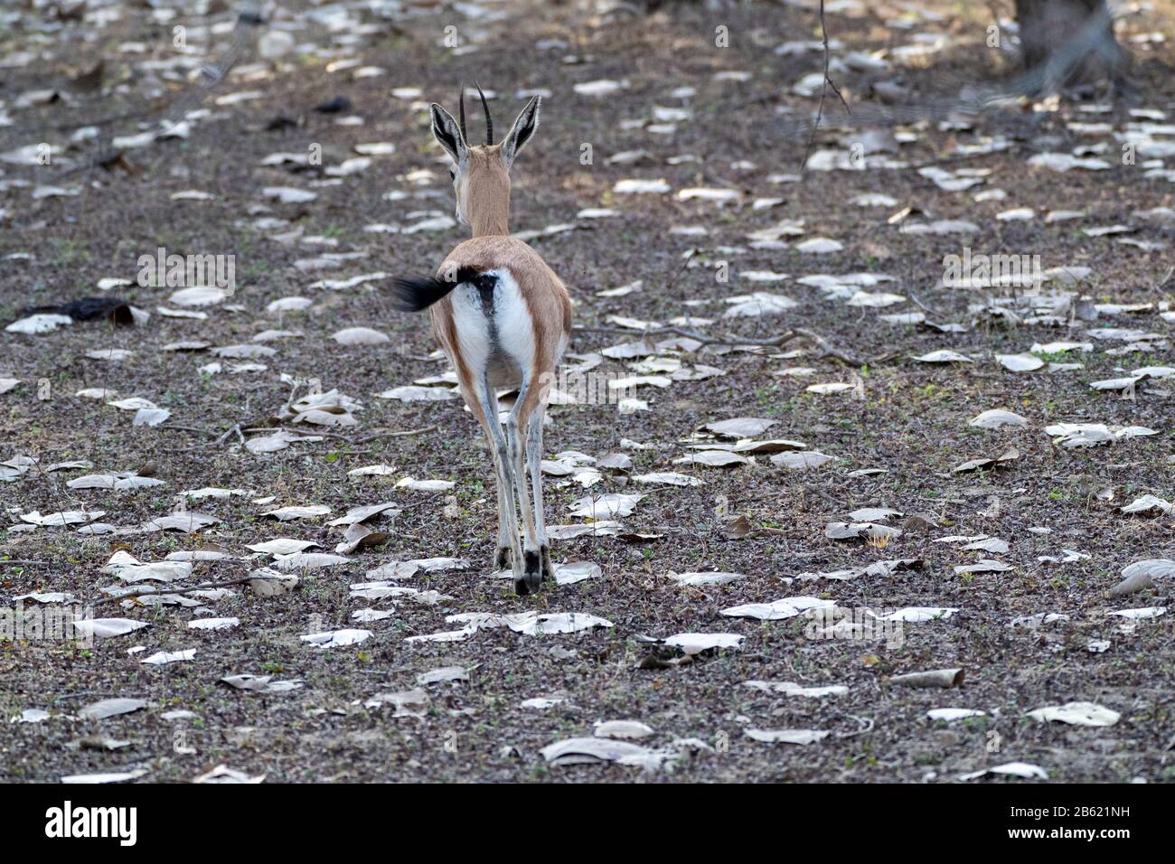 Chinkara (indische Gazelle) Antelope im Ranthammore National Park in Indien Stockfoto