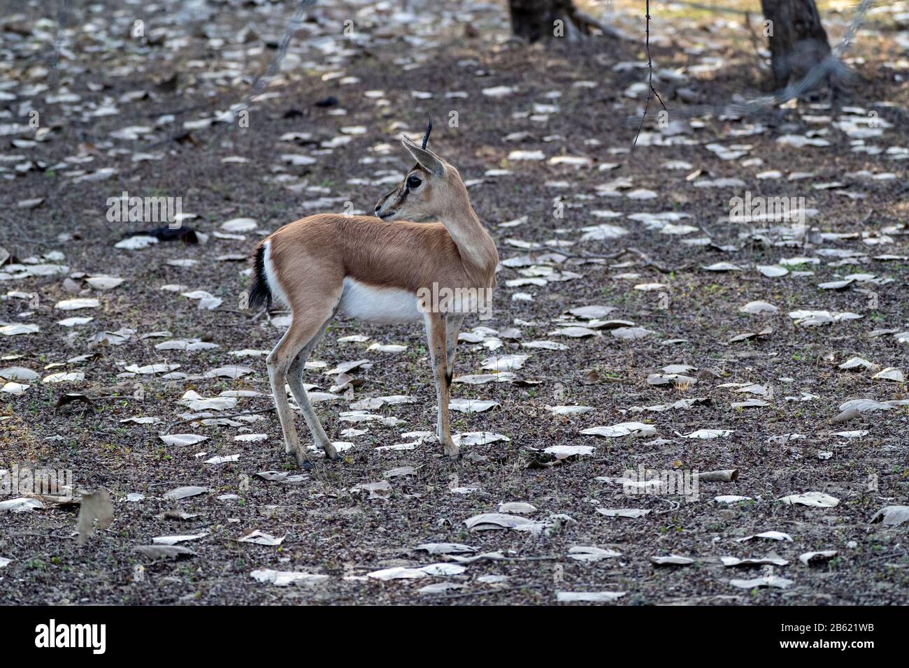 Chinkara (indische Gazelle) Antelope im Ranthammore National Park in Indien Stockfoto