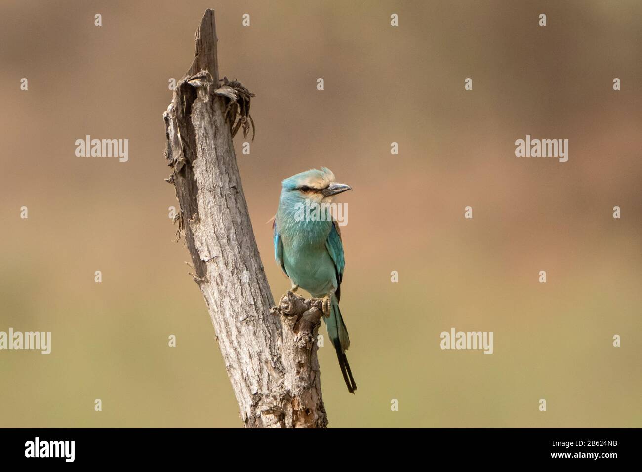 Abessinische Walze, Coracias abyssinicus, Erwachsene auf Baumstumpf, Gambia Stockfoto