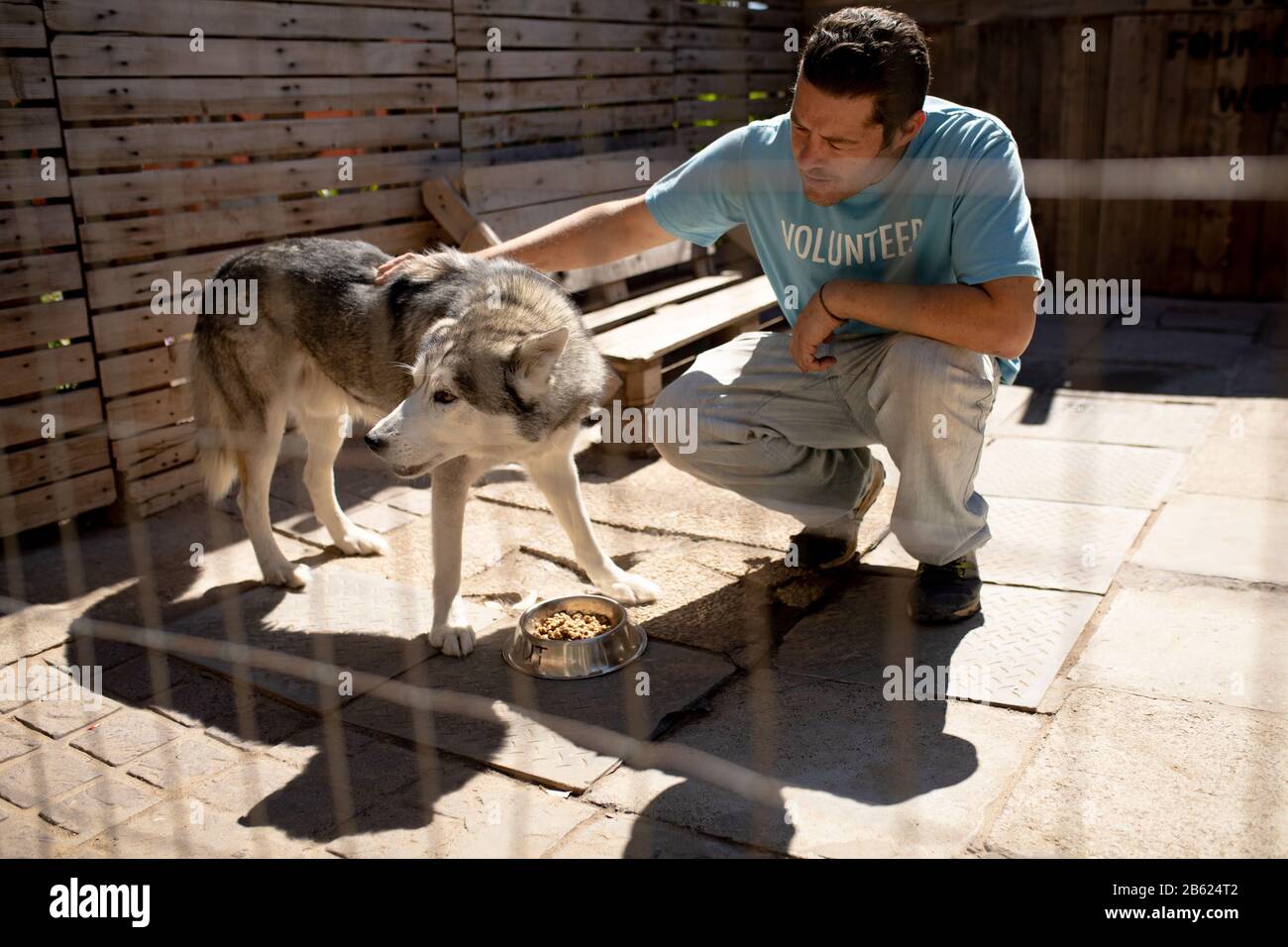 Freiwillige füttern einen Hund im Hundeheim Stockfoto