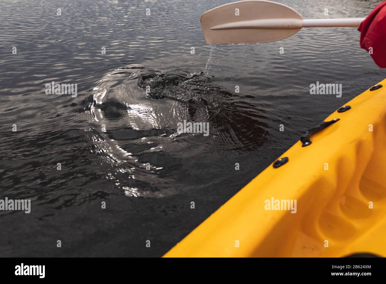 Kajak und Paddel Stockfoto