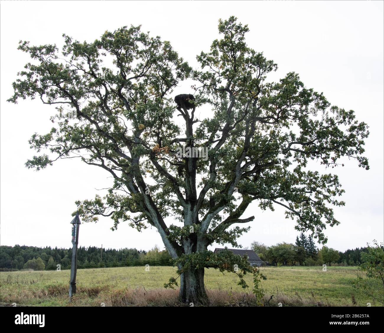 Storchennest Stockfoto