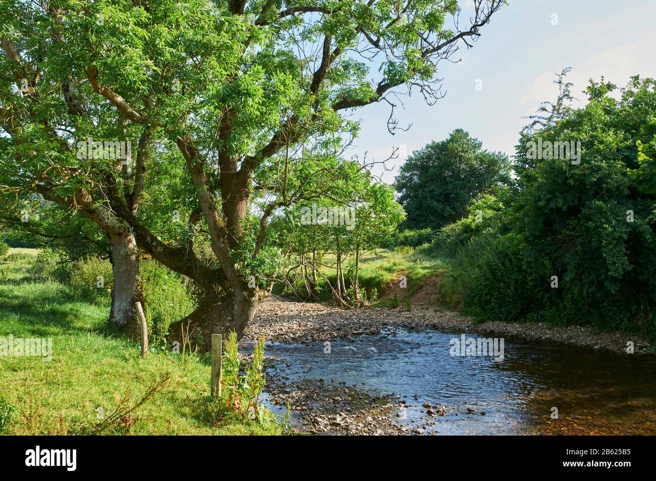 Der Fluss Sid in der Nähe von Sidford, East Devon, Südwestengland, im Sommer Stockfoto