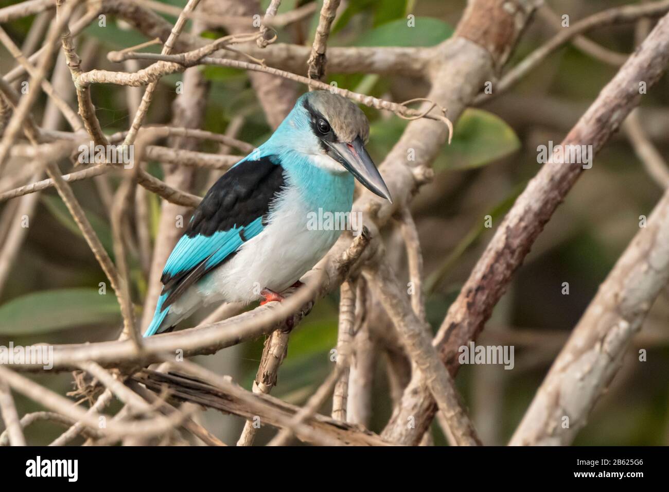 Blaureihiger Königsfischer, Halcyon malimbica, Erwachsener, der im Baum über dem Fluss, Gambia, thront Stockfoto