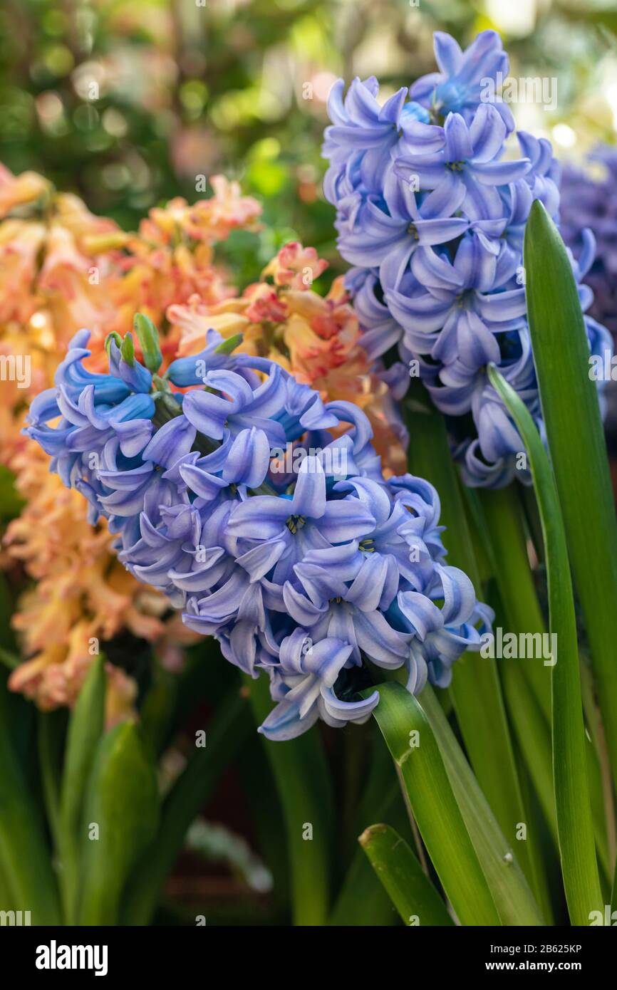 Nahaufnahme der blauen Hyacinth Sky Jacket, die in Großbritannien blüht Stockfoto