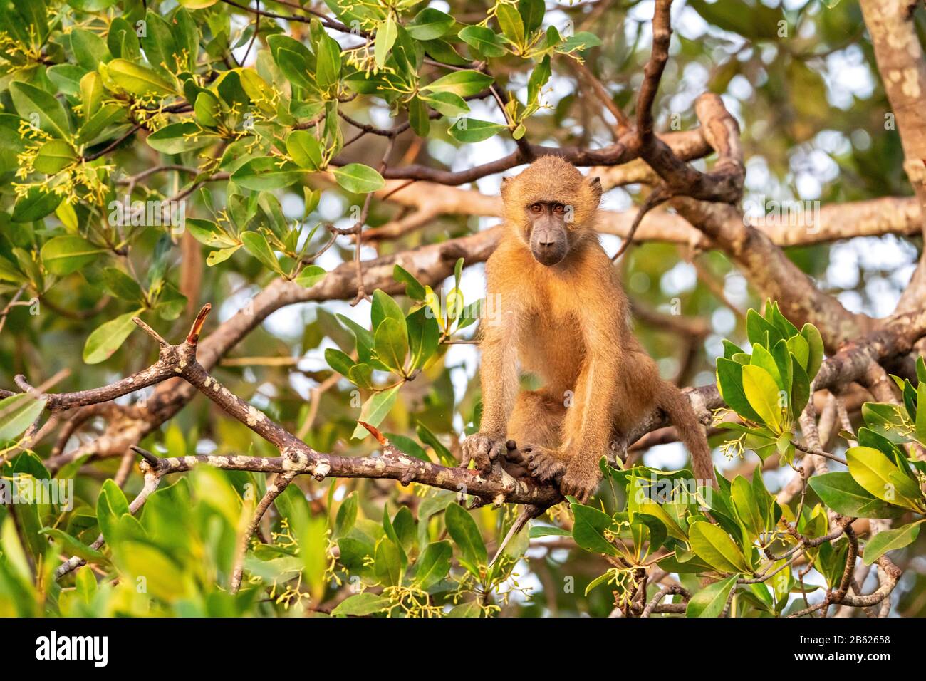 Guinea-Pavian, Papio Pacio, Erwachsene, die in Mangroven-Baum, Gambia, ruhen Stockfoto