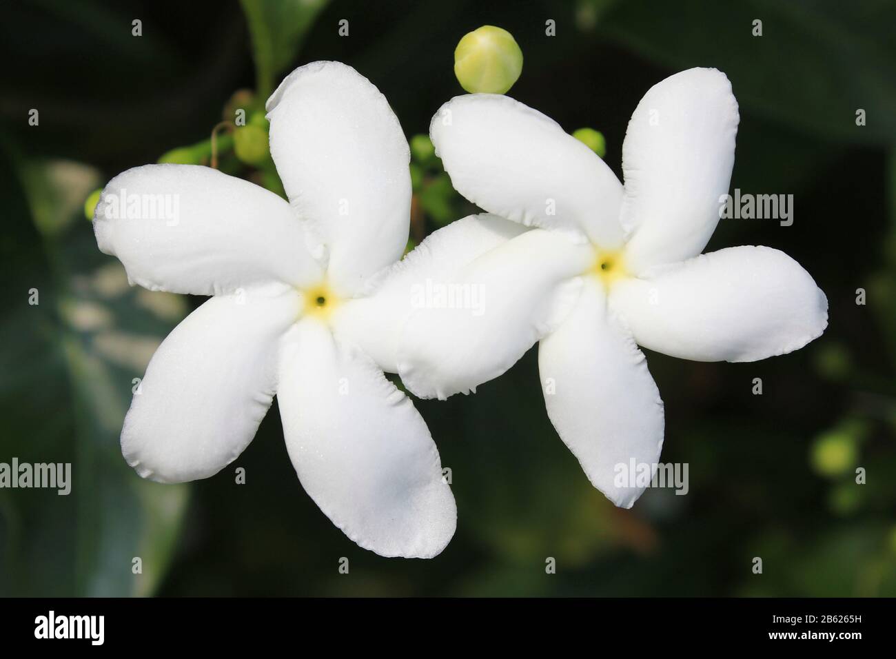 Pinwheel Blume Tabernaemontana divaricata Stockfoto