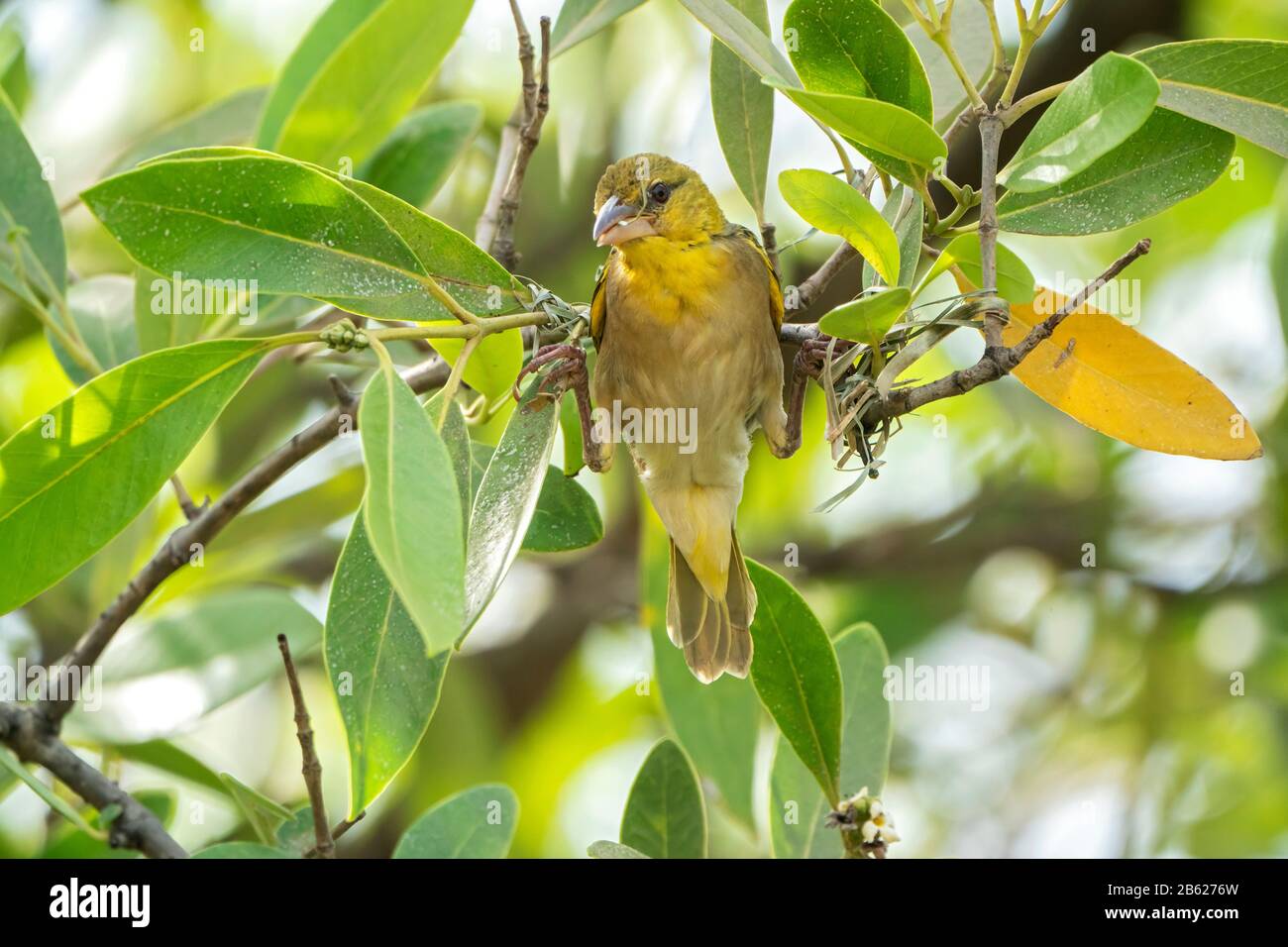 Dorfweber, Ploceus cucullatus, ausgewachsenes männliches Bauernest in Baum, Gambia Stockfoto