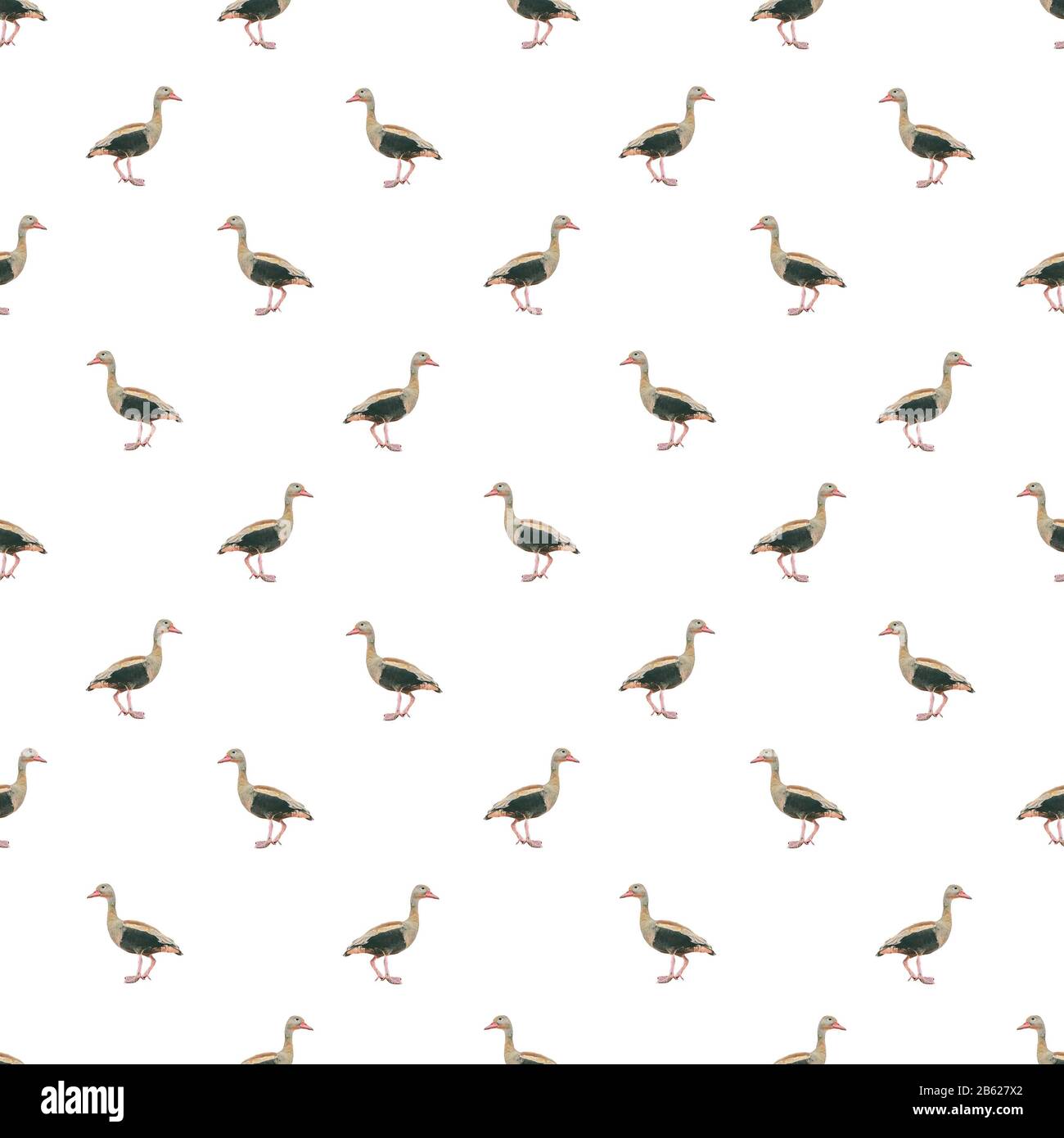 Conversational Seamless Pattern Enten Fotomotiv Design über weißem Hintergrund Stockfoto