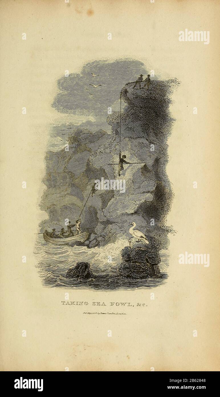 Nehmen der Seefahrt von einer Klippe aus Band XIII (Aves) Teil 1 von "Allgemeine Zoologie oder Systematische Naturgeschichte" des britischen Naturforschers George Shaw (1751-1813). Griffith, Mrs., , Graveur. Heath, Charles, 1785-1848 , Graveur. Stephens, James Francis, 1792-1853 Veröffentlicht in London im Jahr 1825 von G. Kearsley Stockfoto