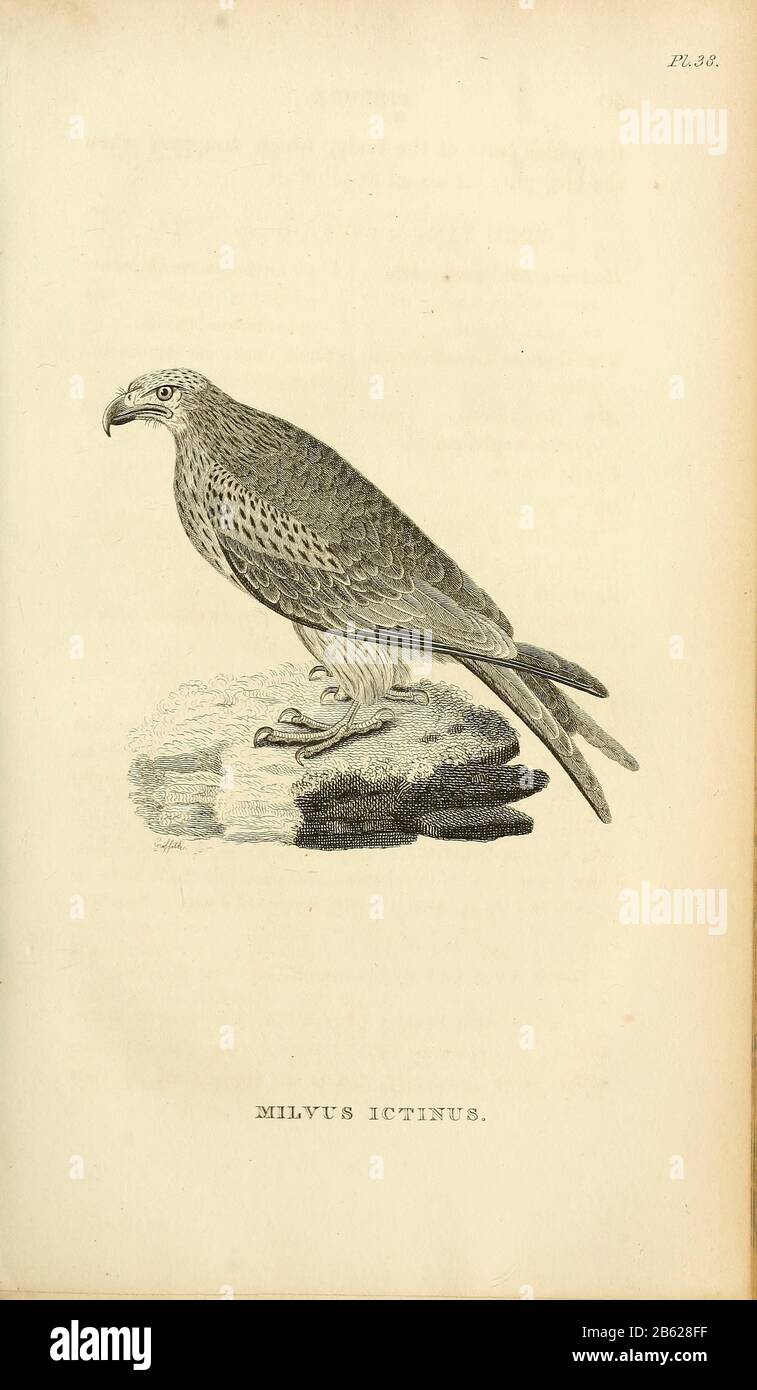 Milvus ictinus Vogel vor Beute aus Band XIII (Aves) Teil 2, der 'Allgemeinen Zoologie oder Systematische Naturgeschichte' des britischen Naturforschers George Shaw (1751-1813). Griffith, Frau, Graveure. Heath, Charles, 1785-1848, Graveur. Stephens, James Francis, 1792-1853 Veröffentlicht in London im Jahr 1825 von G. Kearsley Stockfoto