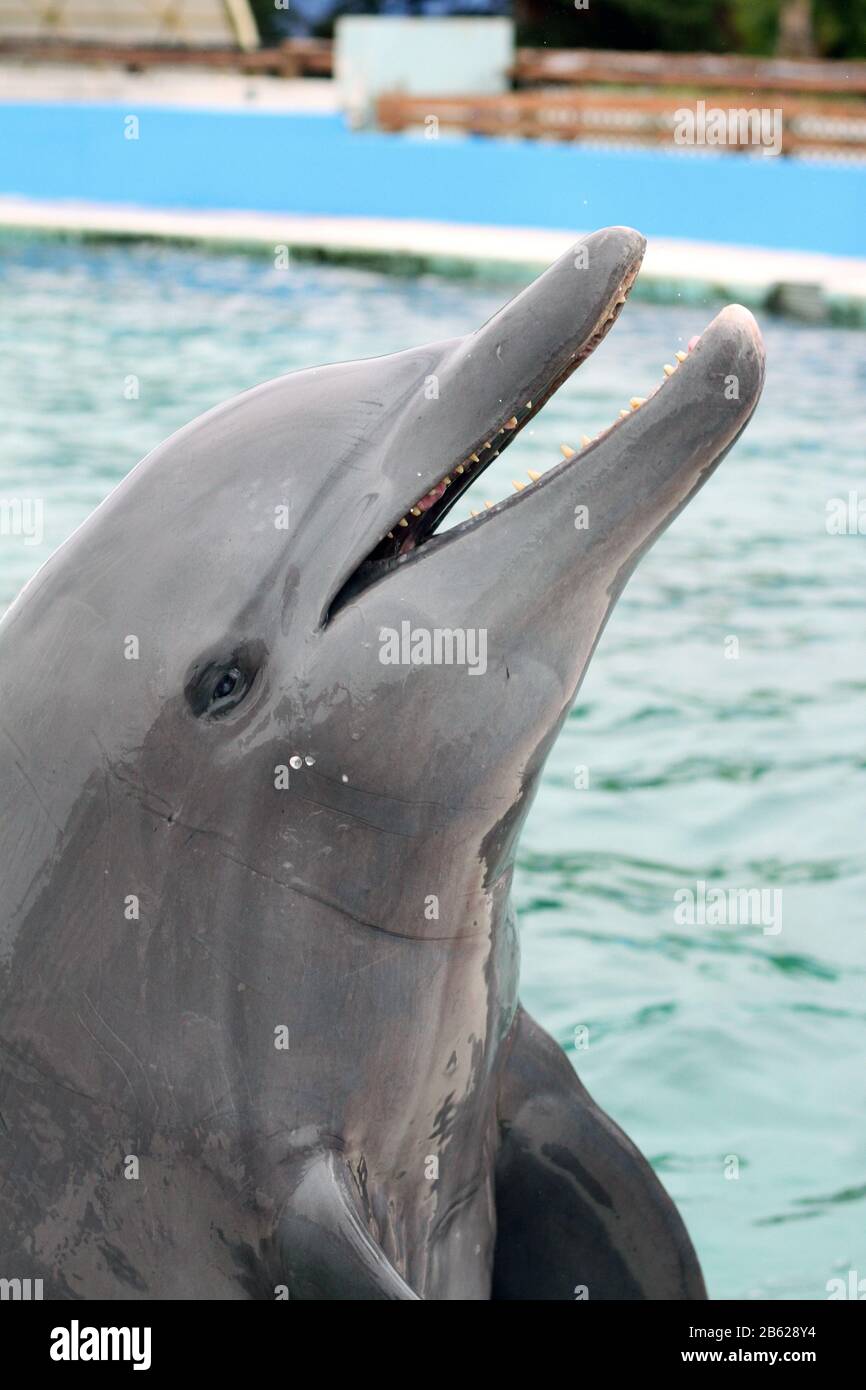 Delphin im Mundo Marino Oceanarium Stockfoto