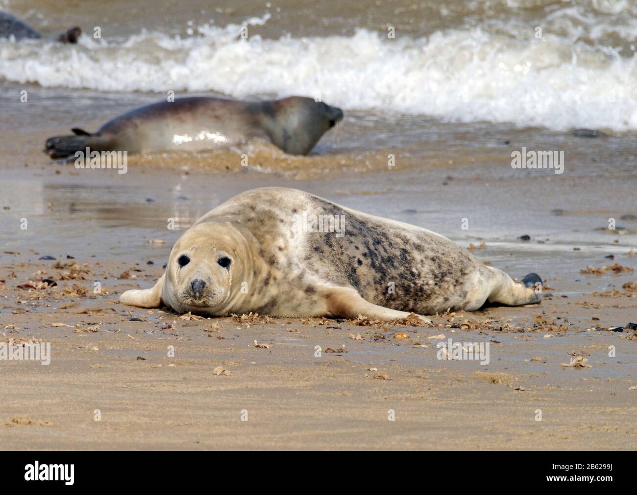 Atlantische graue Robben (Halichoerus grypus antlanticus) jubelten wegen der Vermehrung am Horsey-Strand, Norfolk, heute eine Brutkolonie für diese Tiere. Stockfoto