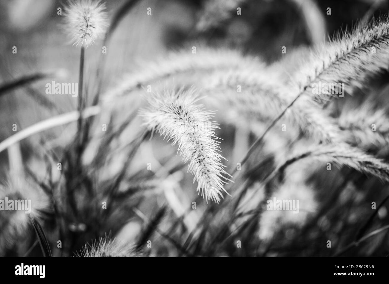 Natürliche Blumen innerhalb der Reservierung spanischen Parks Stockfoto