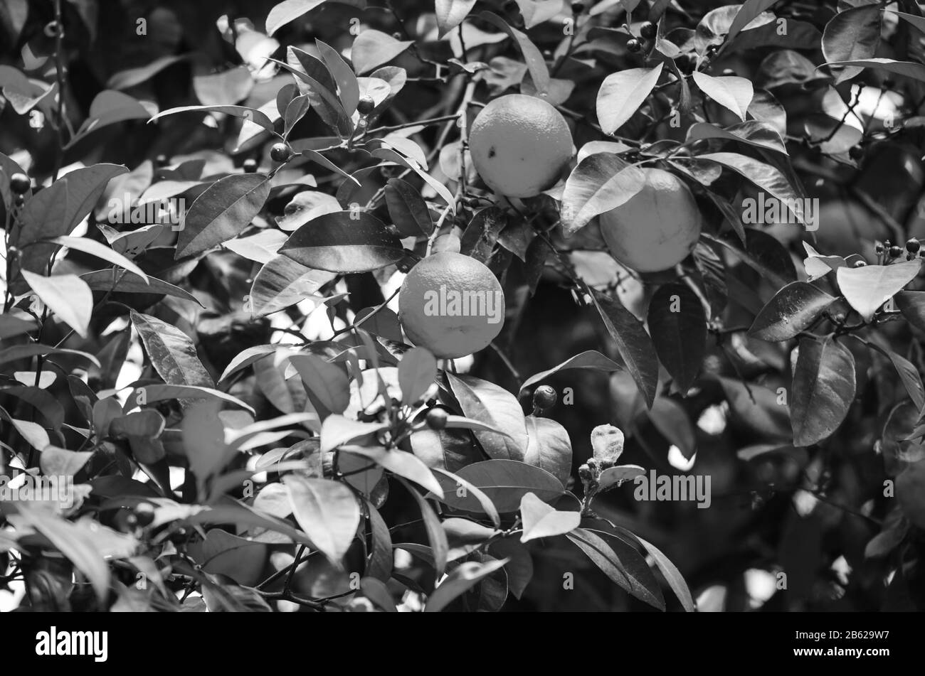 Natürliche Blumen innerhalb der Reservierung spanischen Parks Stockfoto