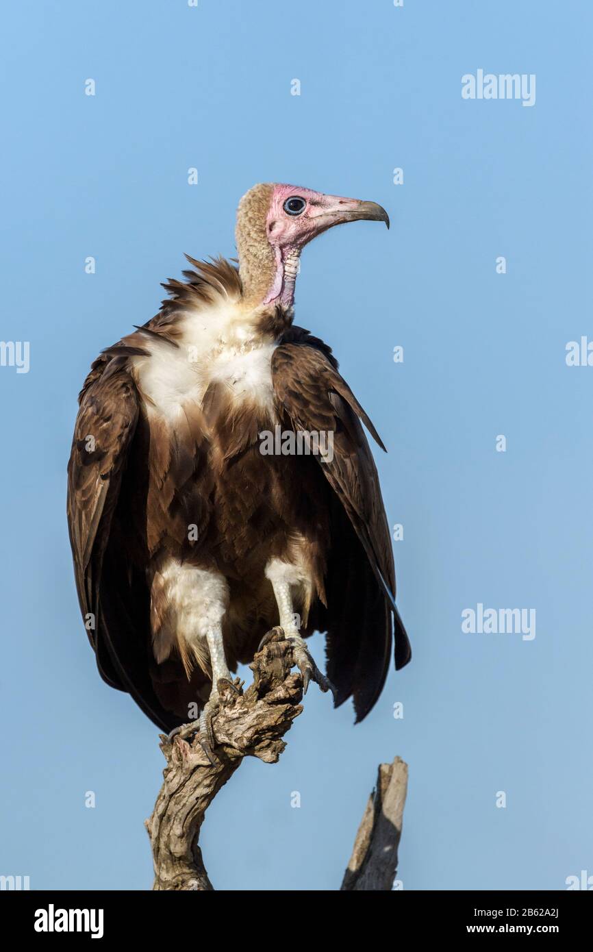 Kapuzengeier (Necrosyrtes monachus), der im toten Baum thront, Serengeti-Nationalpark, Tansania. Stockfoto