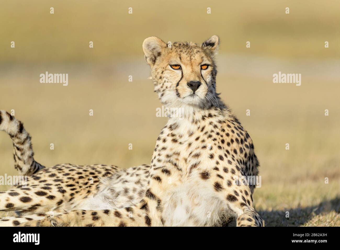 Gepard (Acinonyx jubatus) Porträt, auf Savanne, Serengeti Nationalpark, Tansania liegend. Stockfoto