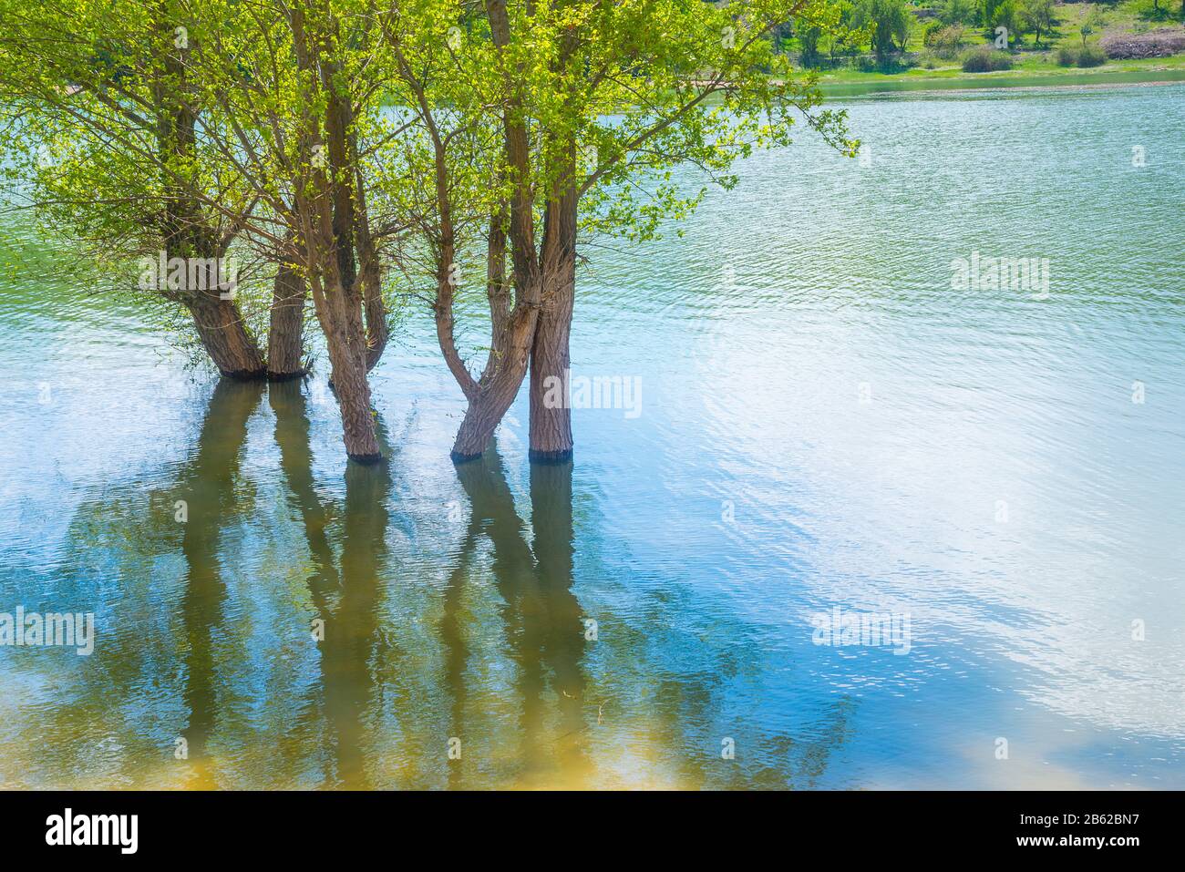 Bäume und deren Reflexionen auf dem Wasser. Stockfoto