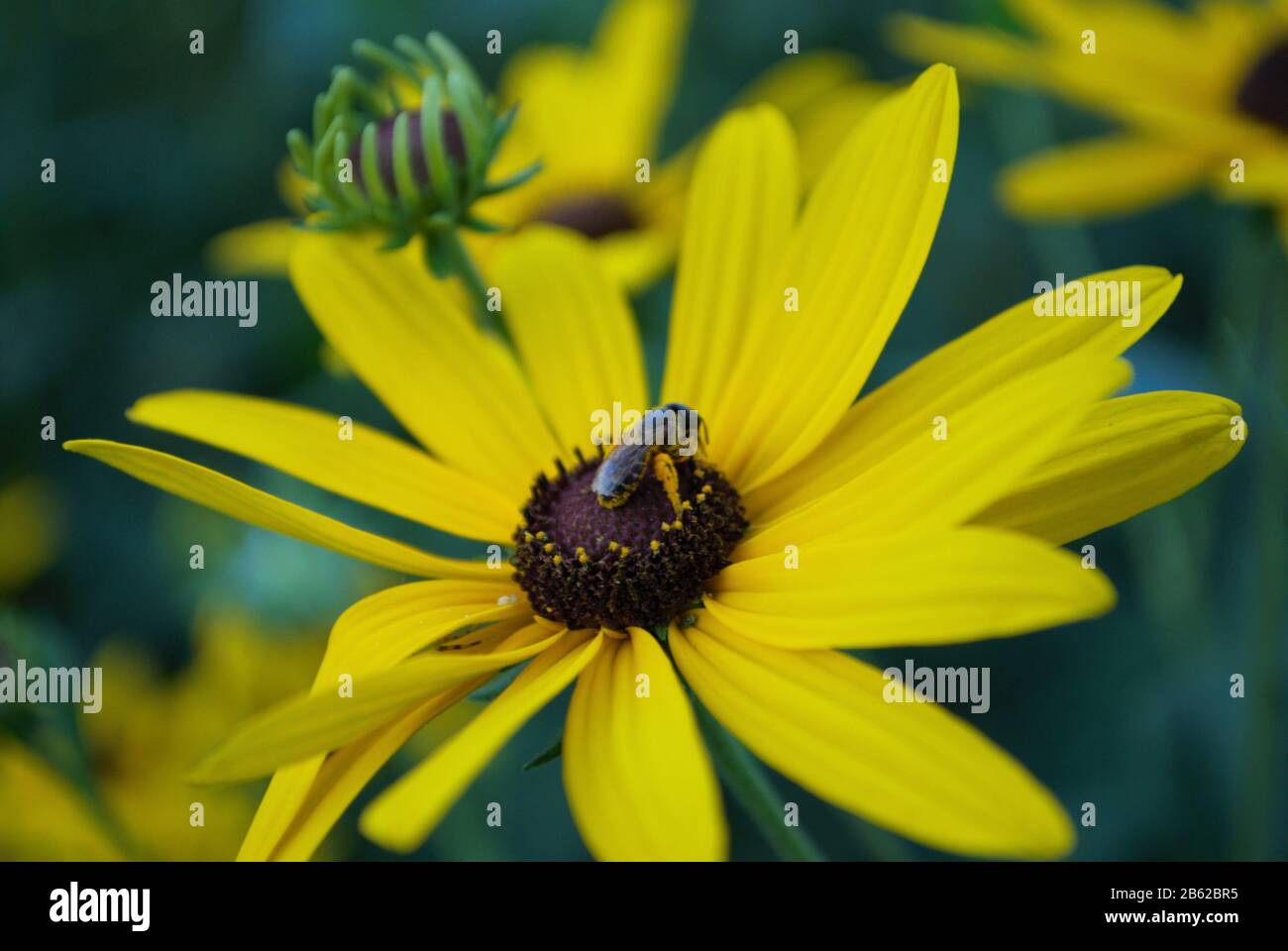 Nahaufnahme einer kleinen Honigbiene auf einer schwarzen gemusterten susan Daisy Blume in meinem Hinterhofgarten Stockfoto