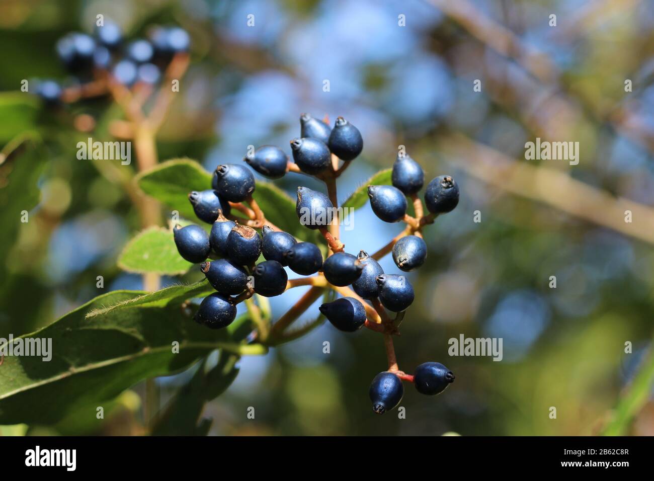 Schwarze Beeren Fotos Und Bildmaterial In Hoher Aufl sung Alamy