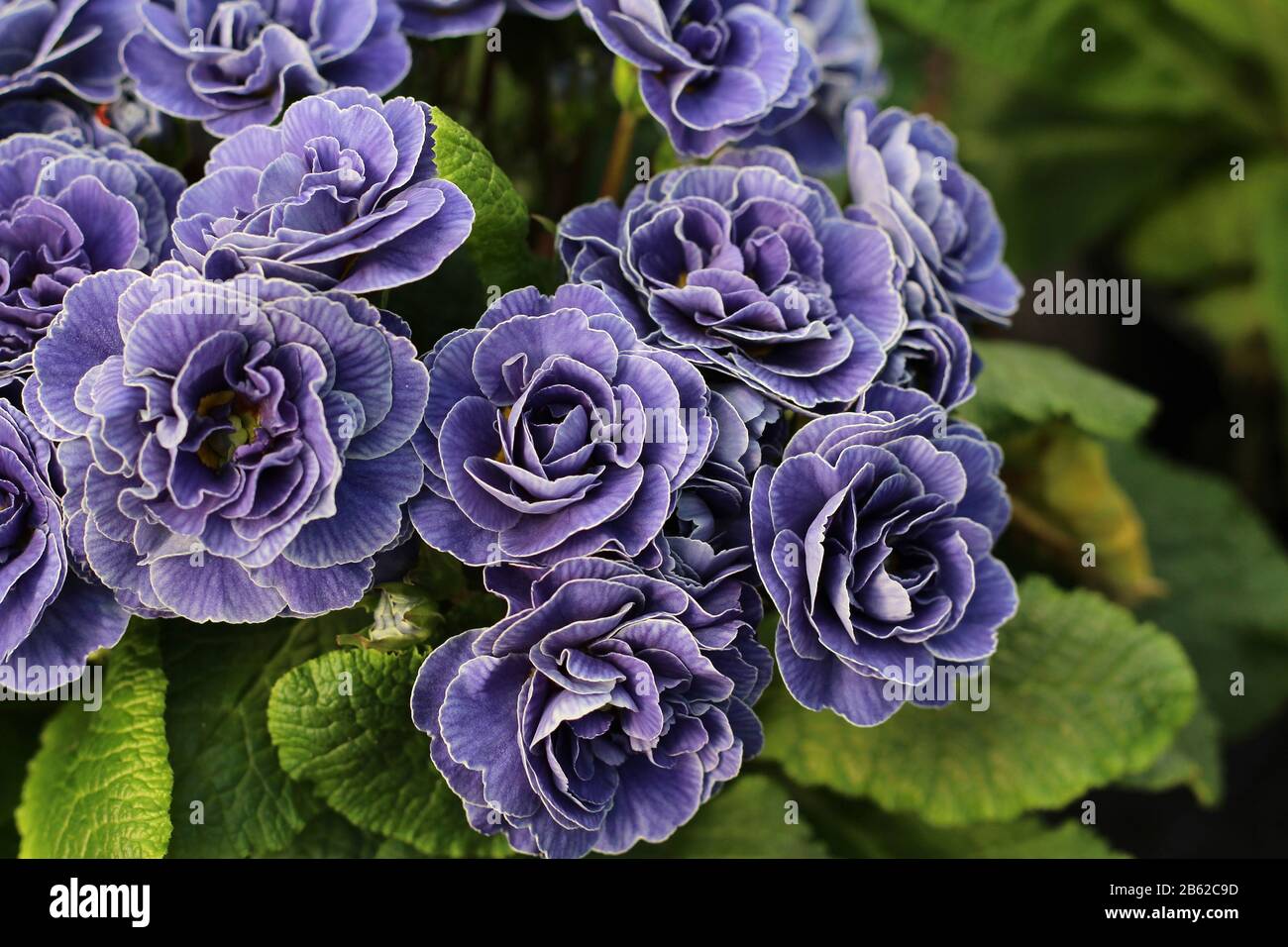 Die schönen blassvioletten Blumen von Primula vulgaris 'Belarina Amethyst Ice'. Seitenansicht in Nahaufnahme mit Copyspace nach rechts. Stockfoto